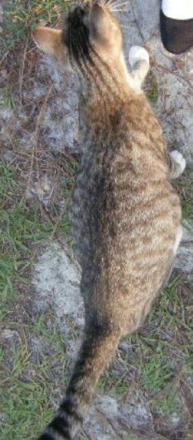 skittles - (2 ans)