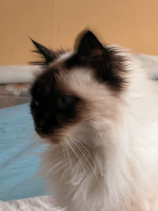 Jo - Mâle (11 ans)