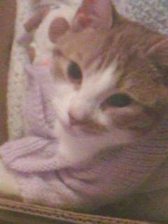 MARMALADE - (2 ans)