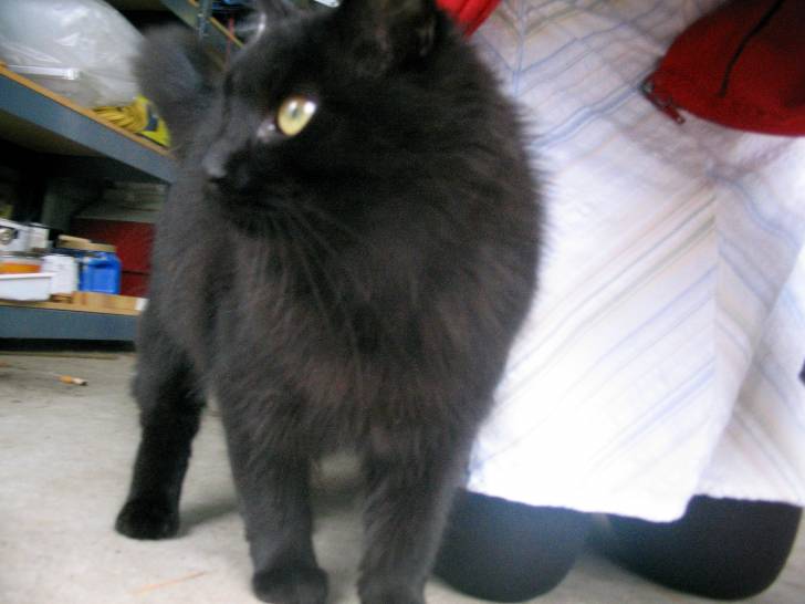 Buddy - (11 mois)