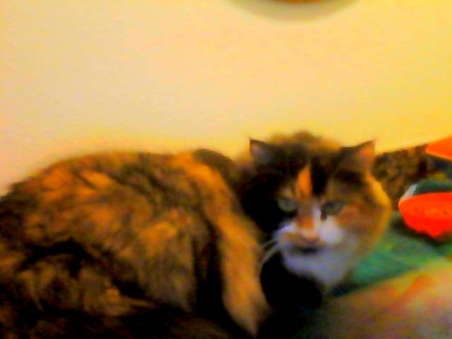 Hailey - (3 ans)