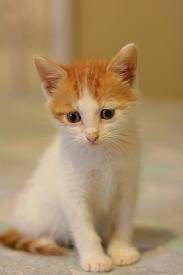 cerafina - (1 mois)