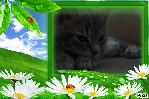 Hisis - (3 mois)