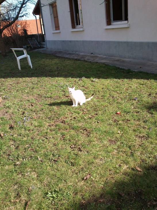chat chat -