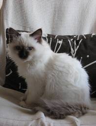 scola - (5 mois)
