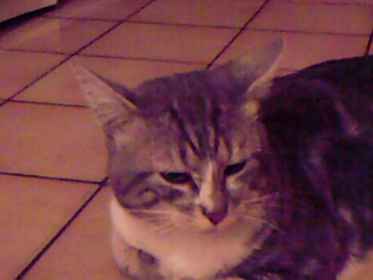 Chouquette mon chat regretté - Mâle (4 ans)