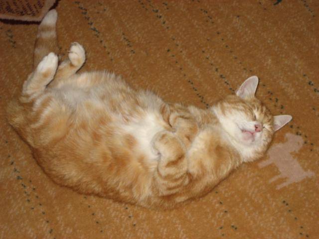 Minou - Mâle (Autre)