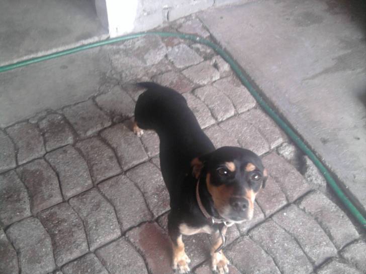 chiquistriquis - (3 ans)