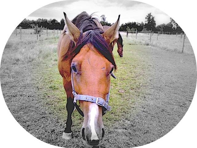 Golden Gate - (8 ans)