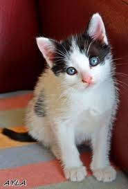 Reina - (6 mois)