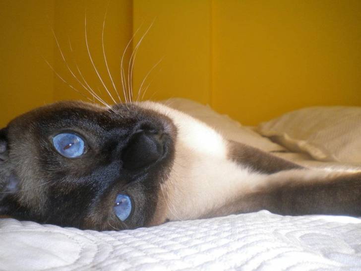 Neko - Mâle (1 an)