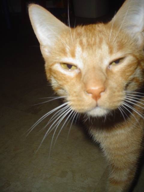 Wyatt - Mâle (5 ans)