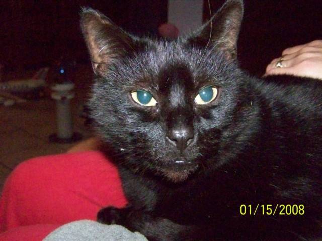 pompom - Mâle (8 ans)