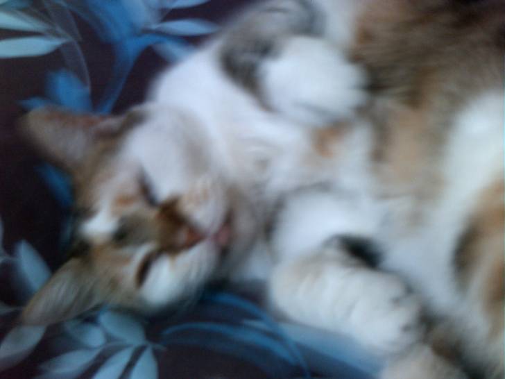 mon chaton - (3 ans)