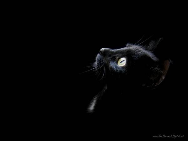 mon chat diabolo - Mâle (3 ans)