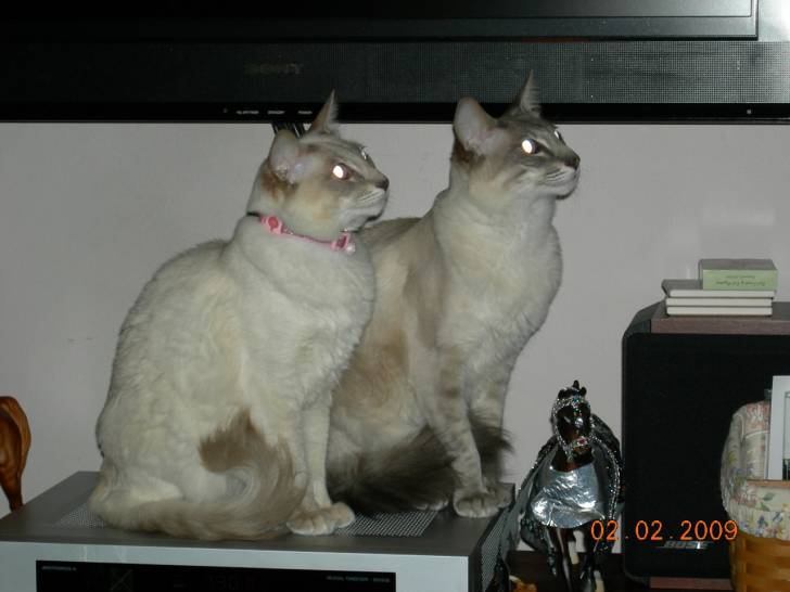 Lulu and Chopo - (8 ans)