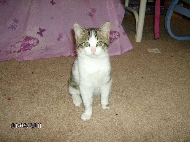 my cat - Mâle (5 ans)