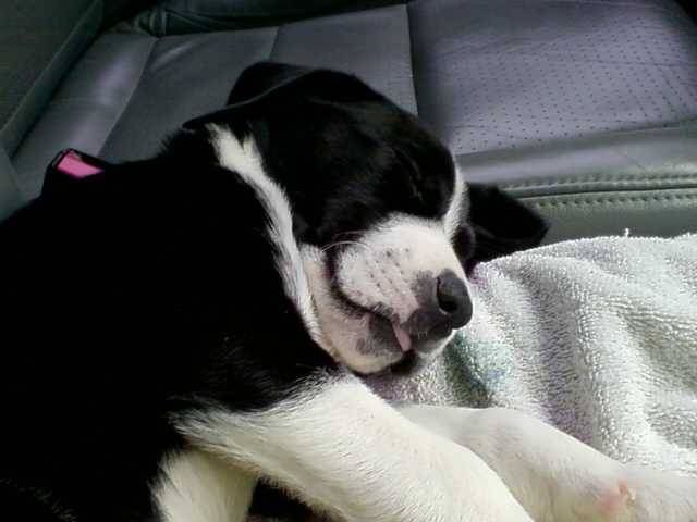 Sadie - (1 an)