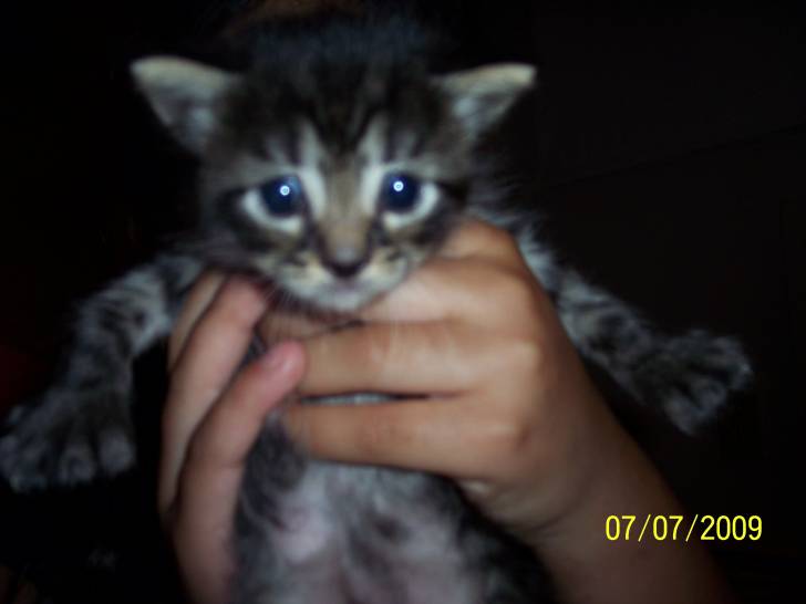 Kitty -