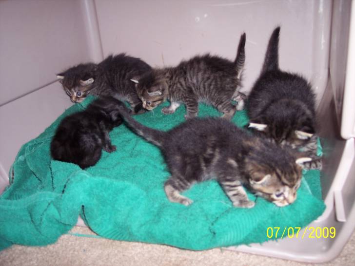 Kitties -