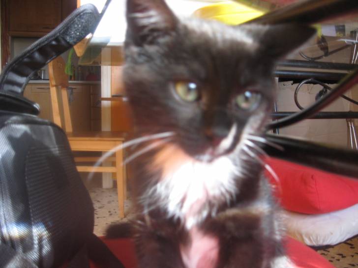 mon chat ganache - (1 an)