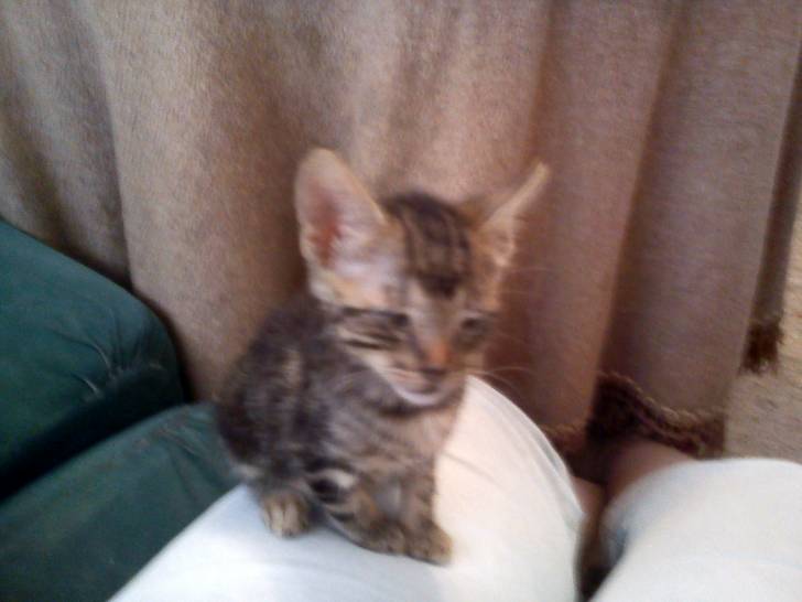golfo - Mâle (2 mois)