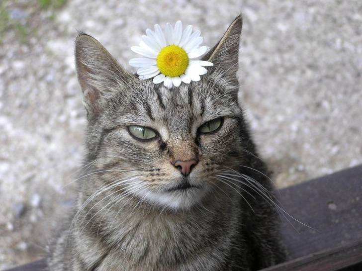 Luna - (4 ans)