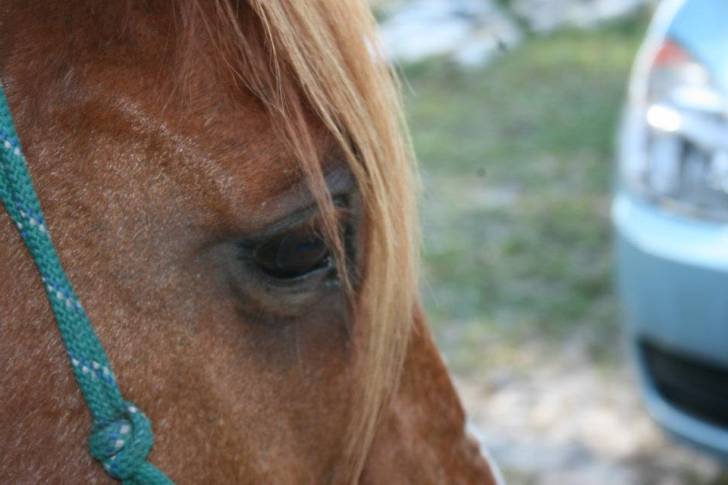 MARK MY LOVE - Mâle (17 ans)