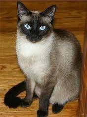 bella - (1 mois)