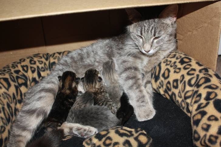 stripes - (2 ans)