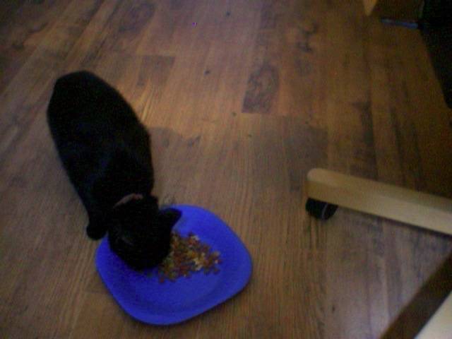 cocotte - (5 ans)