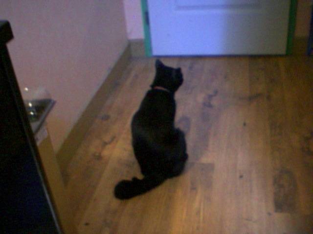 cocotte - (5 ans)
