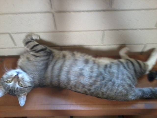 Ollie - Mâle (1 an)