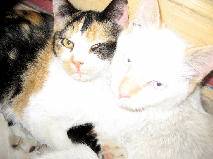pepe y dora - (1 an)