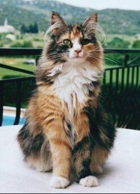 Darwen - Mâle (10 ans)