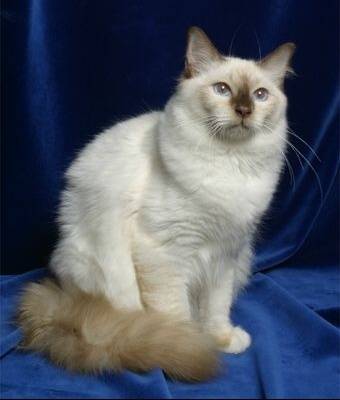 Bouda - Mâle (10 ans)