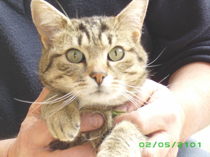 Misti - Mâle (3 ans)