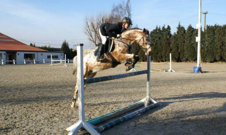 Wapiti - (8 ans)