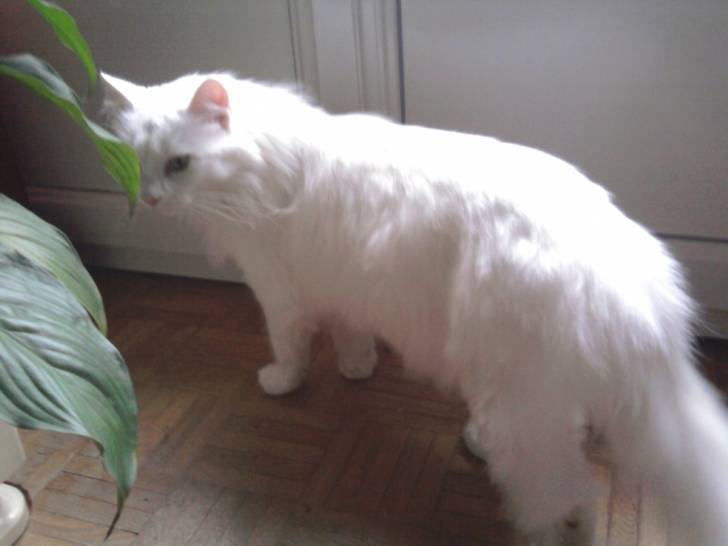 nuage - (7 ans)