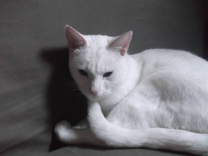 Bianca sur le canapé - (2 ans)