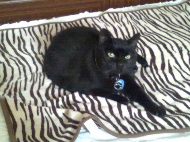 Bruja - (15 ans)