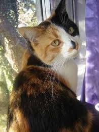 Zeke - Mâle (2 ans)