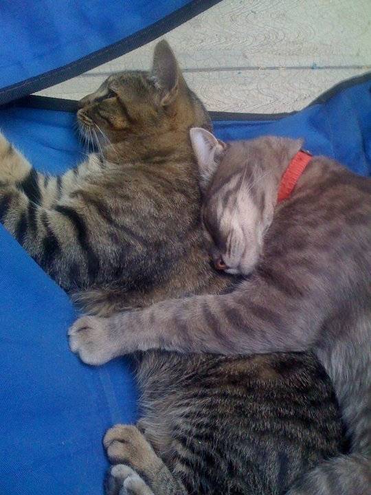 yayo y nico - Mâle (2 ans)