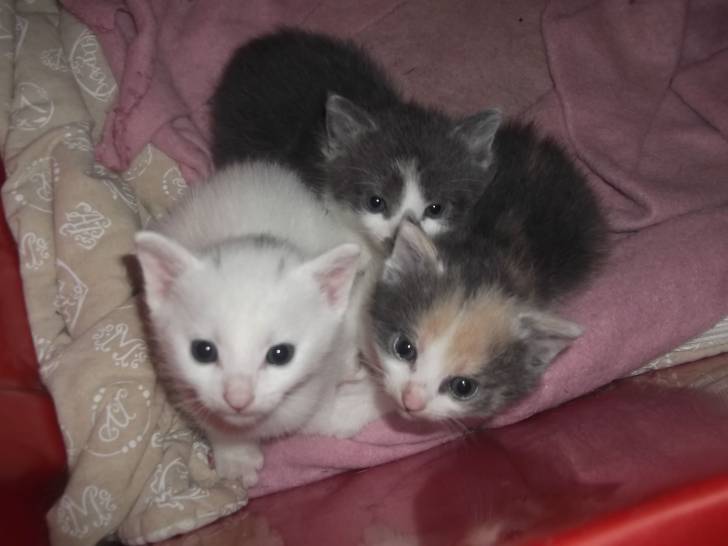 La petite famille. - (1 mois)