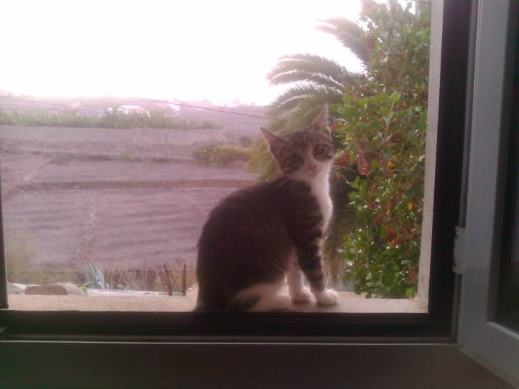 Yuki - (3 mois)