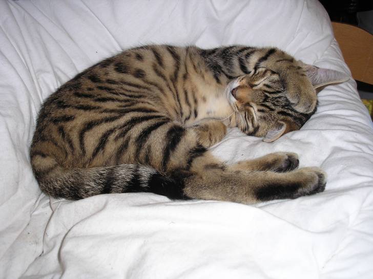 Chanterelle - (2 ans)