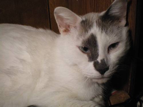 Max - Mâle (5 ans)
