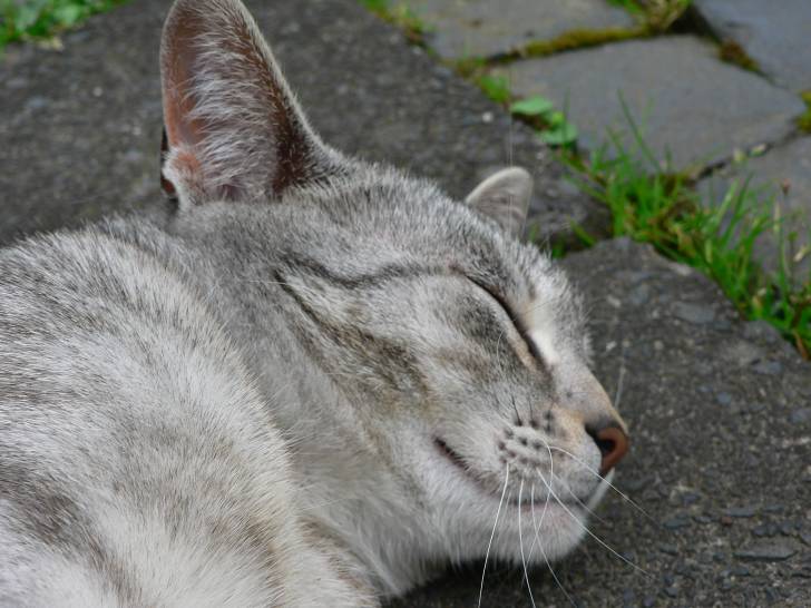 Anusch - (2 ans)