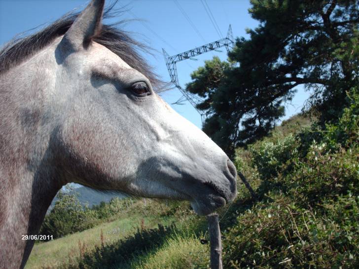 Windixi - Mâle (5 ans)
