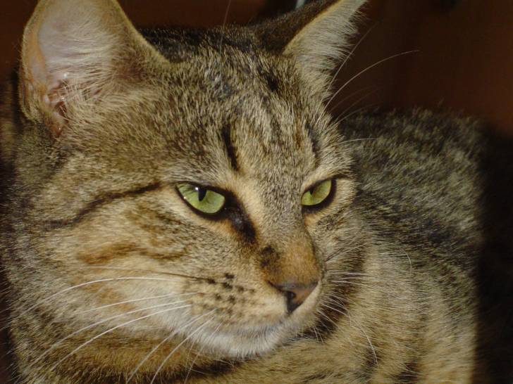 fleche - (4 ans)
